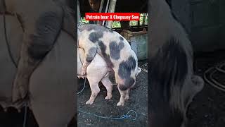 Natural Breeding of Petrain pigs to chopsuey sow