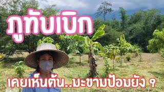 ( ปิดการขาย ) #ขายบ้านพร้อมที่ดินเกือบ 6.5 ไร่ ต้นไม้เต็มพื้นที่ หล่มเก่า เพชรบูรณ์ สอบถามพี่กาญ 🎋🎋