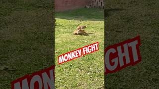 | Cutest Monkey Babies EVER Born!| Monkey fight | Monkey gone wild |Discovery | #ytshorts #disney