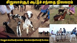 பெரம்பலூர் சிறுவாச்சூர் ஆட்டு சந்தை நிலவரம் | Siruvachur aattu santhai | Tamilnadu Pets | Tamil