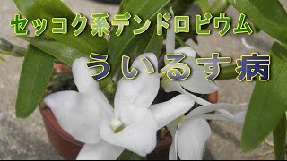 【ウイルス病】セッコク系デンドロビウム　再起不能