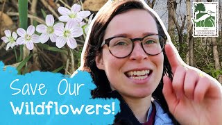 Why We Need to Remove Honeysuckle