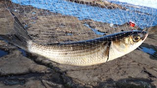 Mullet fishing in Enoshima island,Japan