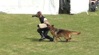 2018.10.14 航空自衛隊 芦屋基地航空祭 警備犬訓練展示