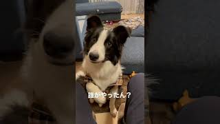 イタズラした子犬の反応が可愛すぎるwwwwwww#shorts #bordercollie #bordercolliepuppy #ボーダーコリー #ボーダーコリー子犬 #子犬#犬#いたずら #dog