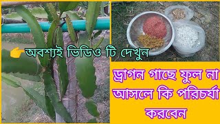 ড্রাগন গাছে ফুল না আসলে কি পরিচর্যা করবেন // এবং  এই সার ব্যবহার করবেন /