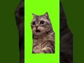 shocked confused cat green screen