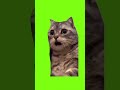 shocked confused cat green screen