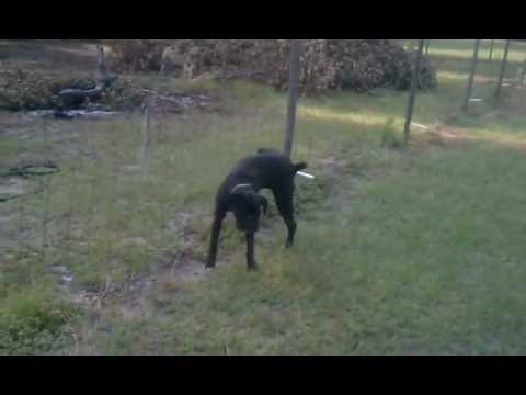 Dog Gets Shocked Peeing On Electric Fence