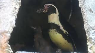 DMMかりゆし水族館 ペンギンの赤ちゃん誕生！