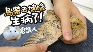 《倉鼠人》鵪鶉健檢，生病了!(鵪鶉飼養分享)