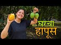 घरचा हापूस | Homegrown Alphanso | Mango | Ratnagiri Hapus | Kokan #harvesting #villagelife #mango