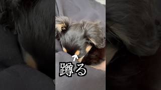 犬の鳴き声聞かせたらうずくまった！