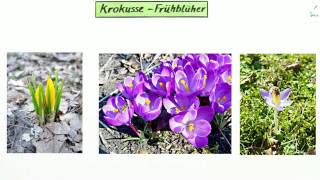 KROKUSSE | Biologie | Biologie der Pflanzen und Pilze (Mittelstufe)