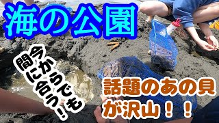 【海の公園】GW直前に潮干狩り調査したら今年は○○が大量発生していた。