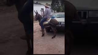 Burro bailando