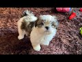 Cutest Shih Tzu Puppy | First Day at Home | Mimi