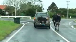 Mother cow is desperately trying to save its baby