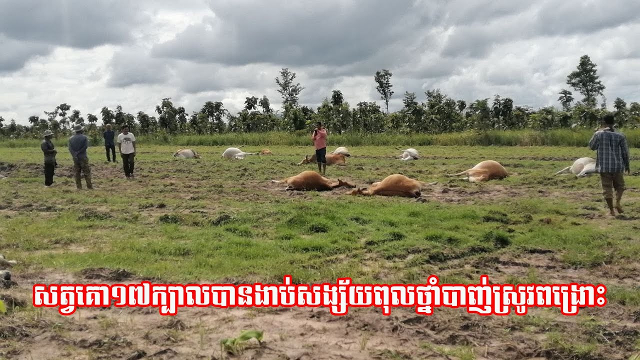 សត្វគោ១៧ក្បាលបានងាប់សង្ស័យពុលថ្នាំបាញ់ស្រូវពង្រោះ - YouTube