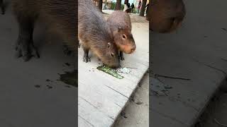 前豚榨汁后豚享受 卡皮巴拉 capybara 水豚精神状态我狠狠羡慕 豚言豚语 内容启发搜索