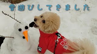 やっぱり冬は雪遊び⛄　🐶ビショプーのポノ