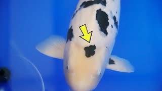 Best Black and White Koi?? **Botan Prize Winners 2023**