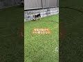 お庭ドッグランでサッカーします 柴犬 dog 豆柴 shibainu pet まめしば わんこ short shorts