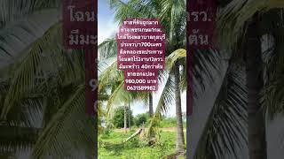 (EP.701)ขายที่ดิน(980,000บาท)(1ไร่2งาน12ตรว.)ห่างเพชรเกษม1กม.ใกล้โรงพยาบาล(มีมะพร้าว 40กว่าต้น)