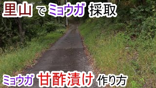 里山 初秋のお楽しみ ミョウガを採取して 甘酢漬け 作り方 2023.10.7