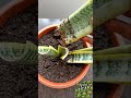 💛yellow snake plant propagation l one month growth update 😍 plants garden propagationjourney