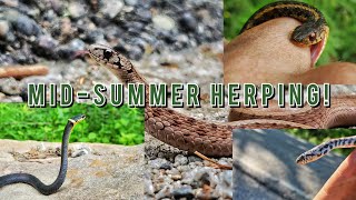 Mid-summer herping for snakes! Ringnecks, milksnakes, and more!