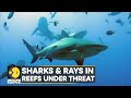 WION Climate Tracker: Sharks and Rays in reefs under threat | World Latest English News | WION