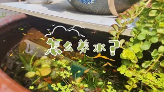 怎么养水｜观背青鳉Q\u0026A