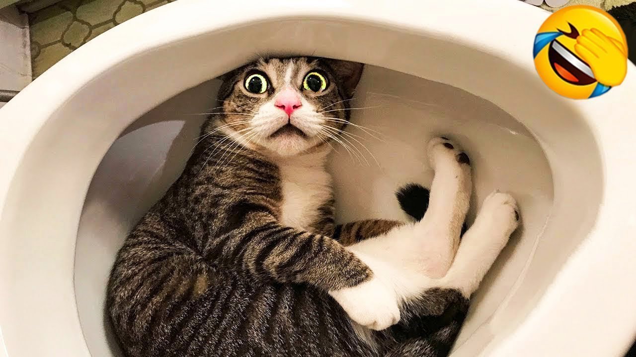 1 Hour Of Funniest Animals ёяше New Funny Cats And Dogs Videos ёяш ёяр Part 14