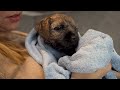 puppy growing from 8 weeks to 16 weeks border terrier puppy