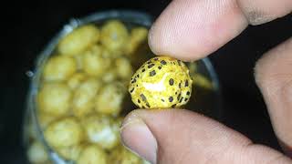 How Foxnut looks like | Makhana | Euryale ferox | Lotus seed