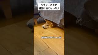 ソファーの下で睡魔に勝てない柴犬が可愛い #柴犬 #shibainu #柴犬ライフ #shiba #犬 #dog #かわいい