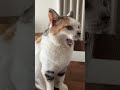 ごはんをおねだりする猫② cat ねこ 猫 保護猫　 shorts