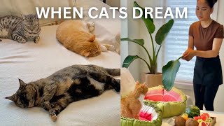 What It’s Like Inside My Cats’ Dream!