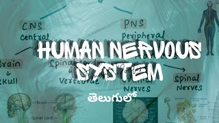 Human Nervous System || Anatomy in Telugu