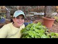 A Secret to Growing Happy Heucheras | Gardening with Creekside