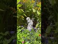 【sd動画】2024年8月31日 夏の花が咲いています。 flowers garden 癒し 自然 naturelovers 薔薇は美しく散る ばらの花 rosegarden