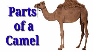 Parts of a Camel /Learning for Kids.