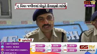 Amreli : 6 વિઘા જમીનમાં ખેડૂતે ઉગાડ્યો ગાંજો | Gstv Gujarati News