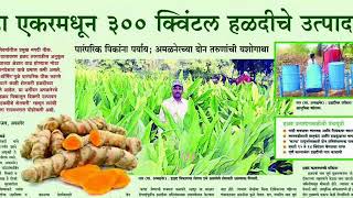 Turmeric seed supplier of MAHARASHTRA