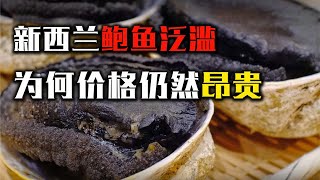 为什么新西兰鲍鱼泛滥成灾，仍是十分昂贵的食材，究竟是怎么回事