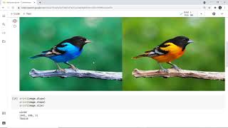 Basic Open-CV, Google Colab, and Histogram of image in Python | Image Processing Python Histogram