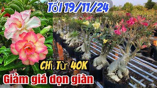 THANH LÝ DỌN GIÀN💥Tối 19/11🌺 Lô 33 cây sứ Thái giá rẻ từ 40k/cây. 📲LH 0702727998 Trung Lê