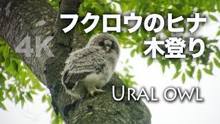 野鳥撮影・ 野鳥動画・フクロウのヒナが木登り・4K