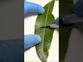 Leaf Creating Oxygen in Real Time. #oxygen  #shorts #viral